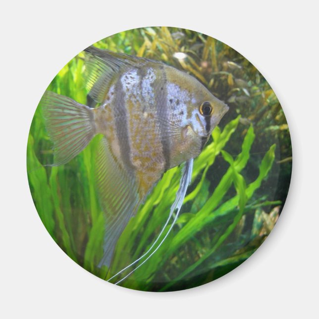 Angel Fish Magnet (Framsidan)