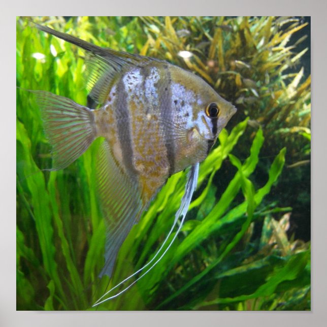 Angel Fish Poster (Framsidan)