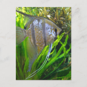 Angel Fish Vykort