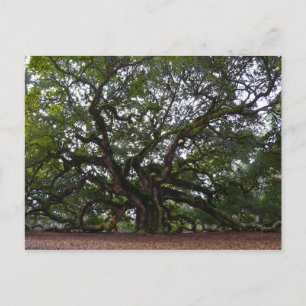 Angel Oak, John's Island, South Carolina Vykort