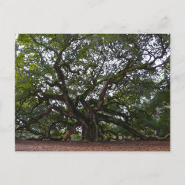 Angel Oak, John's Island, South Carolina Vykort