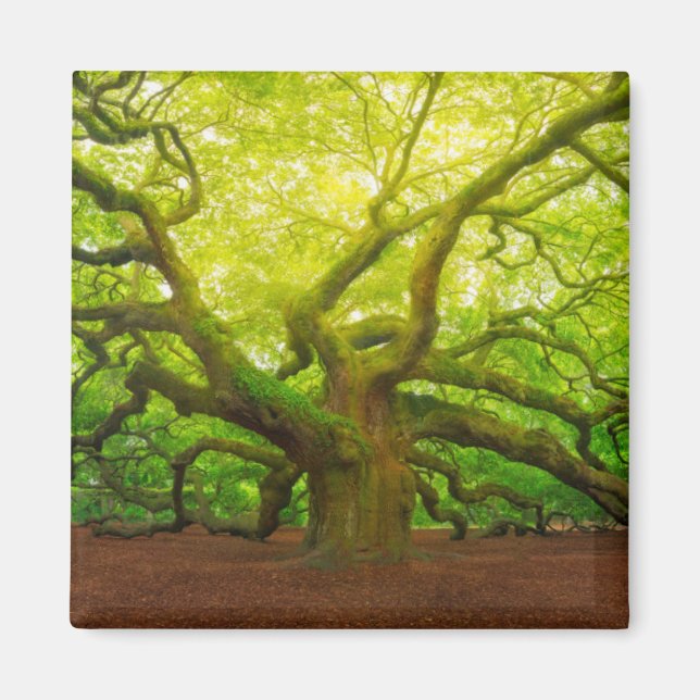 Angel Oak Magnet (Framsidan)