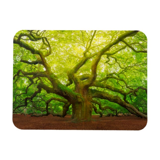 Angel Oak Magnet (Horisontell)