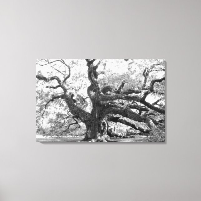Angel Oak on canvas (Framsida)