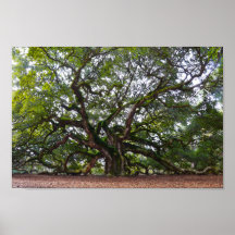 Angel Oak på Johns Island, South Carolina