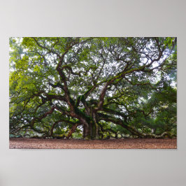 Angel Oak på Johns Island, South Carolina Poster
