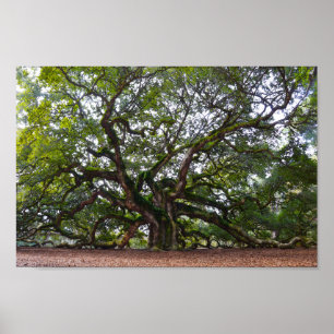 Angel Oak på Johns Island, South Carolina Poster