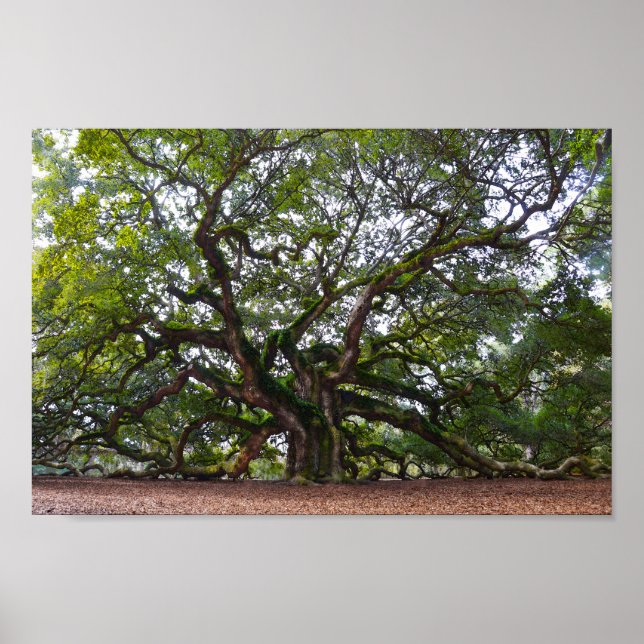 Angel Oak på Johns Island, South Carolina Poster (Framsidan)