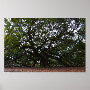 Angel Oak på John's Island, South Carolina Poster