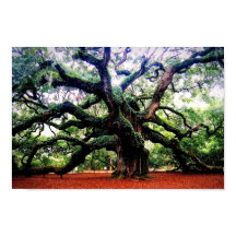 Angel Oak