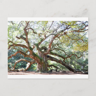Angel Oak Träd Gifts Vykort
