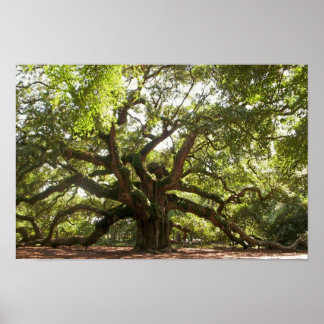 Angel Oak Träd ~ Johns Island, South Carolina Poster