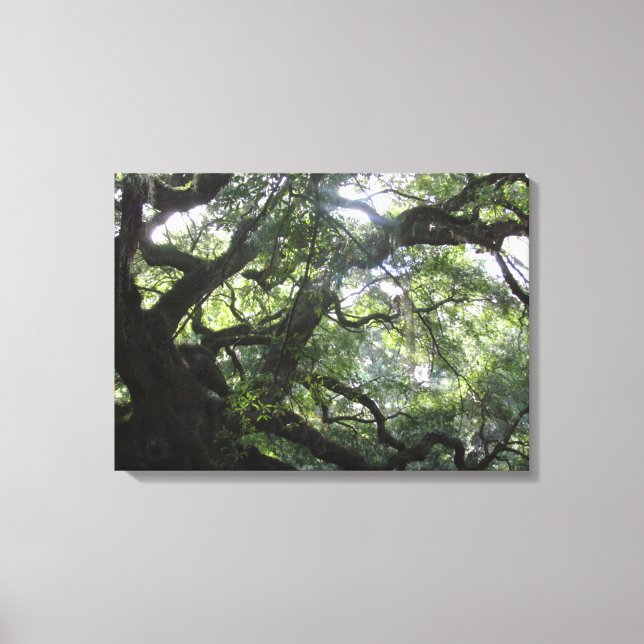 Angel Oak Träd Kanvastryck (Framsida)