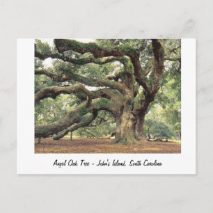 Angel Oak Träd nära Charleston, SC Vykort