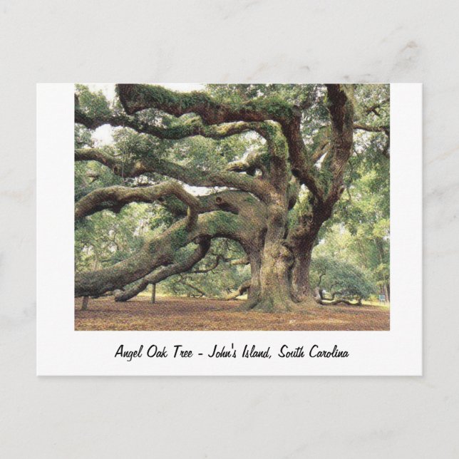 Angel Oak Träd nära Charleston, SC Vykort (Framsida)