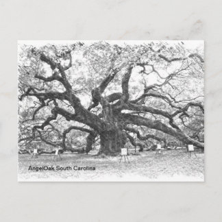 Angel Oak Träd Vykort