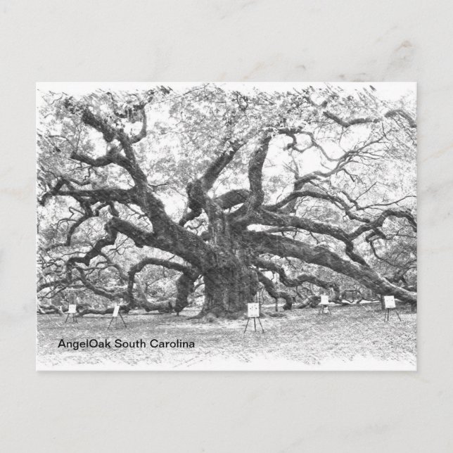 Angel Oak Träd Vykort (Framsida)