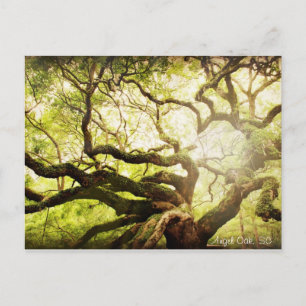Angel Oak Träd Vykort