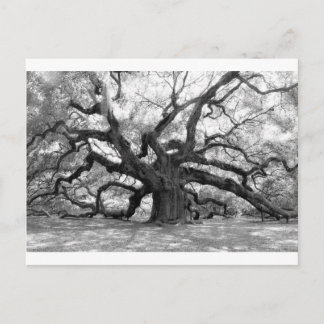 Angel Oak Vykort