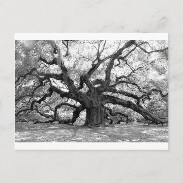 Angel Oak Vykort (Framsida)