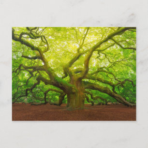 Angel Oak Vykort