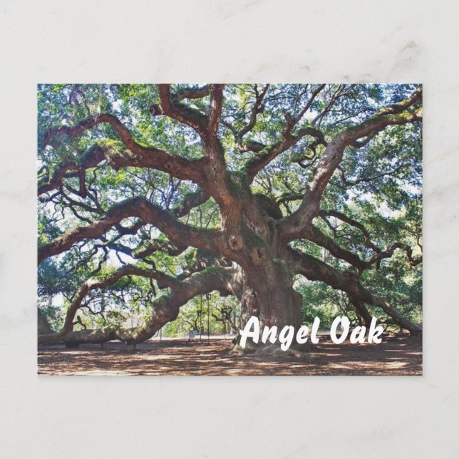 Angel Oak Vykort (Framsida)