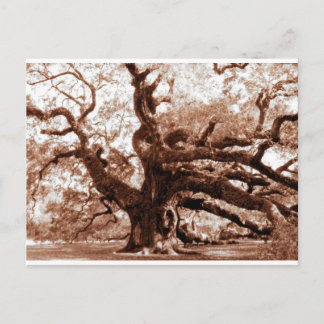 Angel Oak Vykort