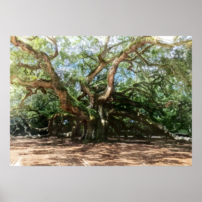 Angel Oak Watercolor Poster (Framsidan)