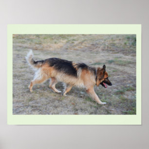 Angel på den alsatiska hund poster