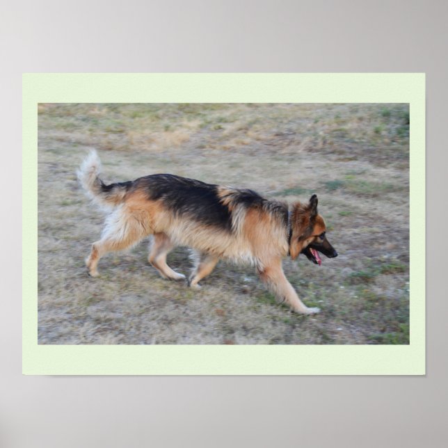 Angel på den alsatiska hund poster (Framsidan)