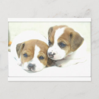 Angel Puppies Vykort