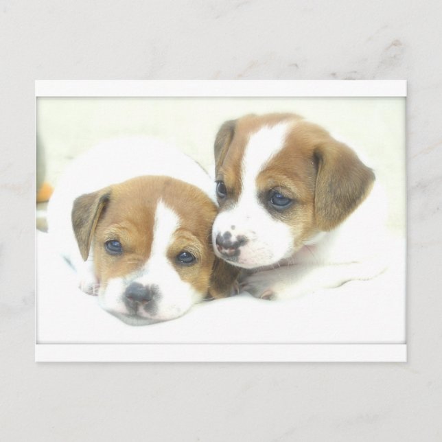 Angel Puppies Vykort (Framsida)