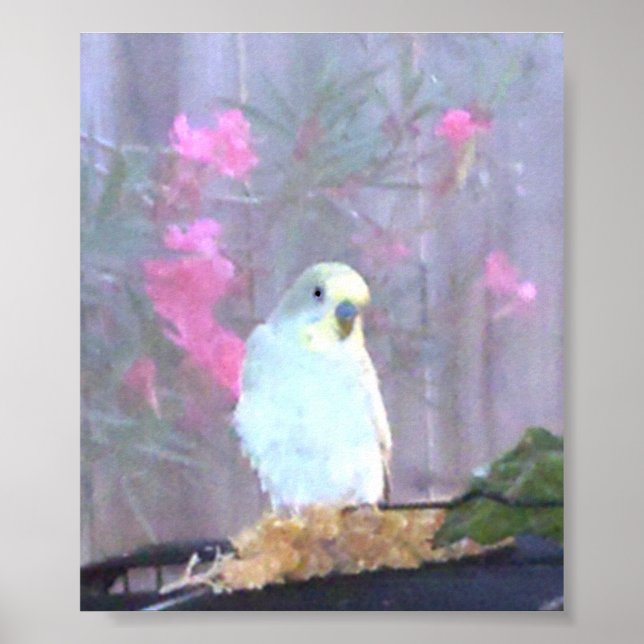 Angel the Budgie Poster (Framsidan)