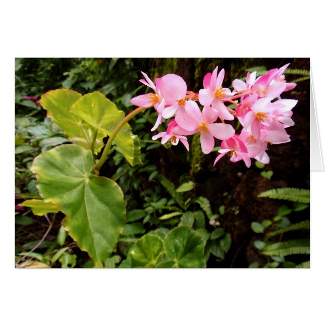 Angel vinge Begonia Hälsningskort (Framsidan Horizontal)