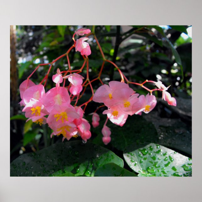 Angel Vinge Begonias Poster (Framsidan)