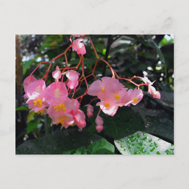 Angel Vinge Begonias Vykort (Framsida)