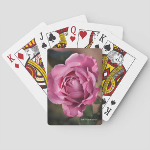 Ängelansikte steg casinokort
