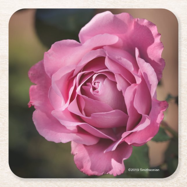 Ängelansikte steg underlägg papper kvadrat (Framsidan)