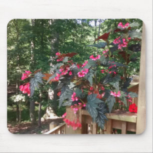 ÄngelBegonia med skogen i bakgrund Musmatta