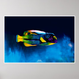 Angelfish av Johannes Stötter Poster