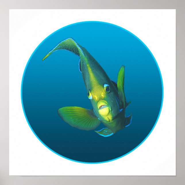 Angelfish - design på övertoningsblå bakgrund | poster (Framsidan)