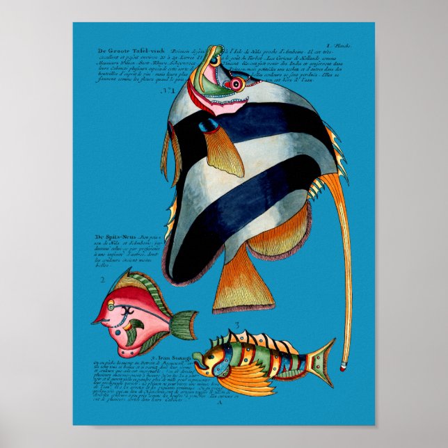 Angelfish mot bakgrund poster (Framsidan)