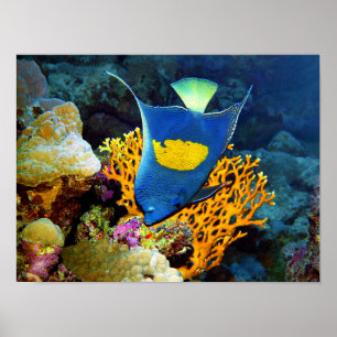 Angelfish picturesque framför korall, Röda havet Poster