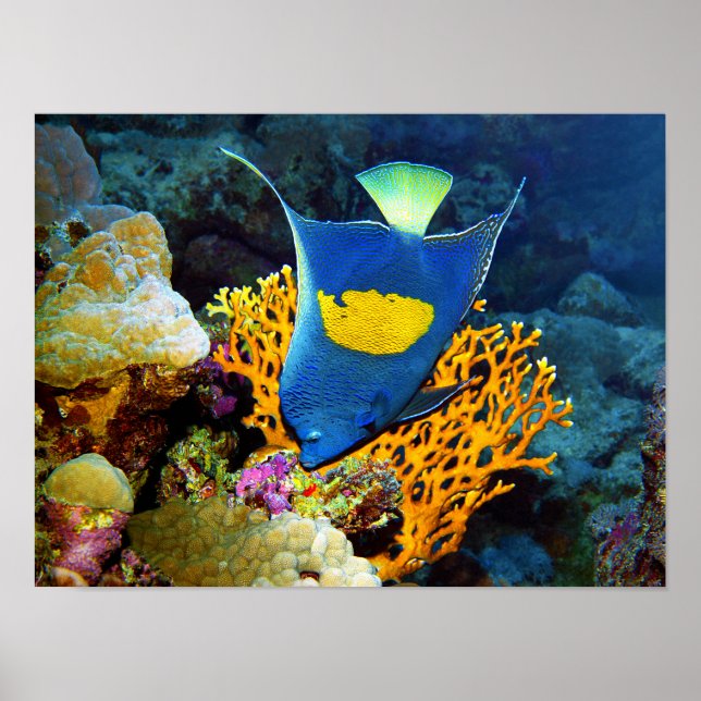 Angelfish picturesque framför korall, Röda havet | Poster (Framsidan)