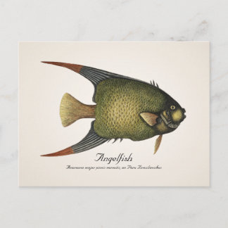 Angelfish Postcard - Stil II Vykort