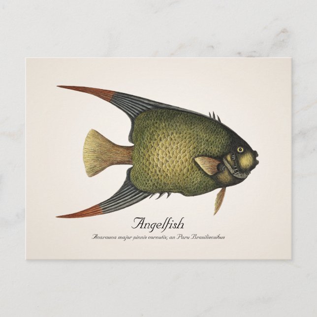 Angelfish Postcard - Stil II Vykort (Framsida)