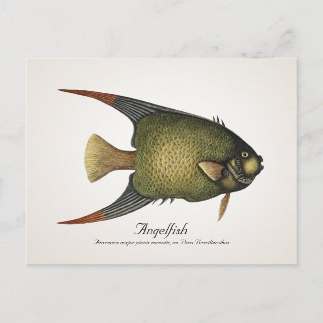 Angelfish Postcard - Stil II Vykort (Framsida)