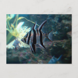 Angelfish Postcard Vykort