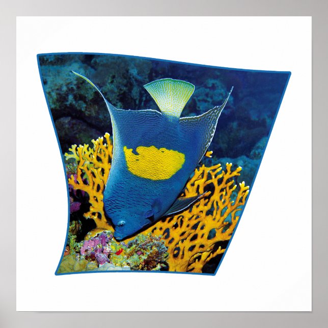 Angelfish vid korallrev - Fotografisk design | Poster (Framsidan)