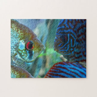 Angelfish vs Discus Fish Aquarium Keeper Pussel